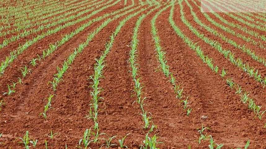 Estratégias Inovadoras para o Cultivo do Milho de Inverno: Solo Limpo e Tecnologia Tropicálizada Impulsionam Produtividade
