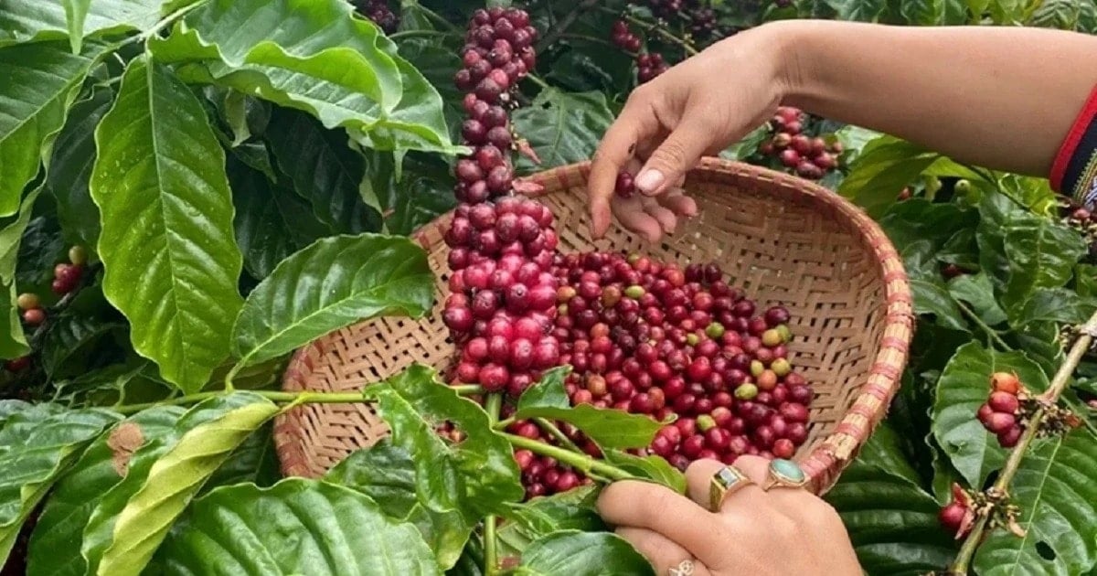 Preço do Café no Mercado Interno 2026: Dak Nong atinge 85.300 VND/kg; Brasil pode colher até 71,9 milhões de sacas na safra 2026-27; Rabobank aponta e