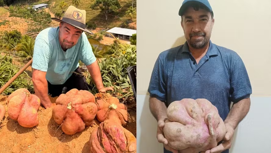 Batatas-Doces Gigantes Surpreendem Agricultor no Espírito Santo: Segredo Está na Lua Minguante?