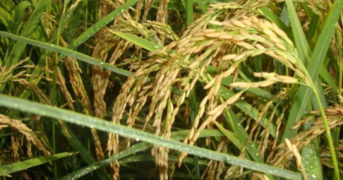 Oferta de Arroz em Casca no RS: Impacto das Exportações no Mercado e Perspectivas Globais para 2025