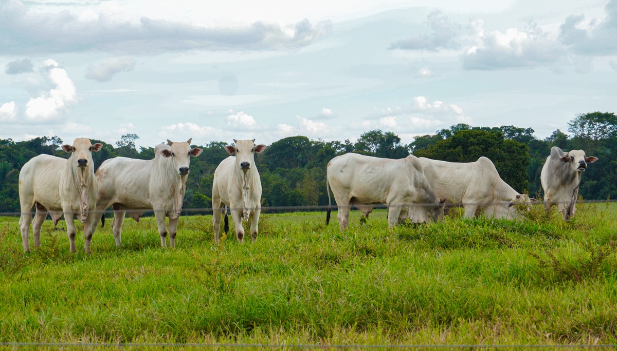 Brasil sob pressão da UE para restringir antimicrobianos na carne bovina: monensina, salinomicina, narasina e lasalocida em foco