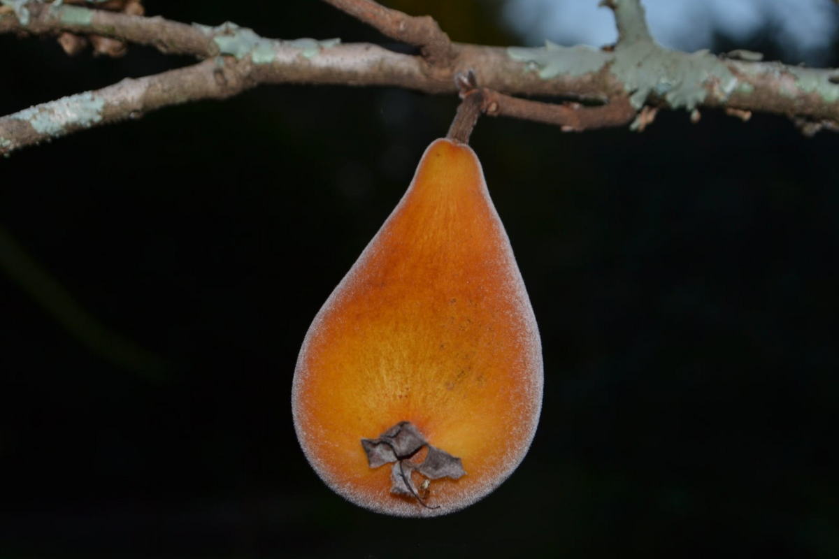"Descubra a Pera-do-Cerrado: O Tesouro Nutricional Ameaçado do Brasil"