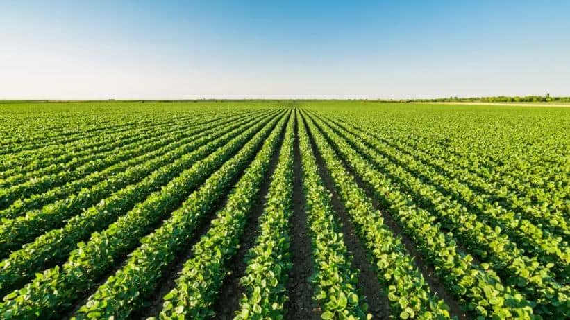 Milho safrinha pode frear o PIB agropecuário em 2026; soja em alta, clima instável e El Niño
