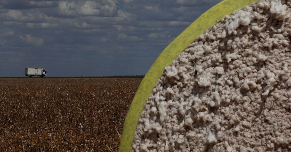 Algodão do Oeste da Bahia: exportações recordes, reforma tributária CBS, energia no mercado livre e rastreabilidade sustentável
