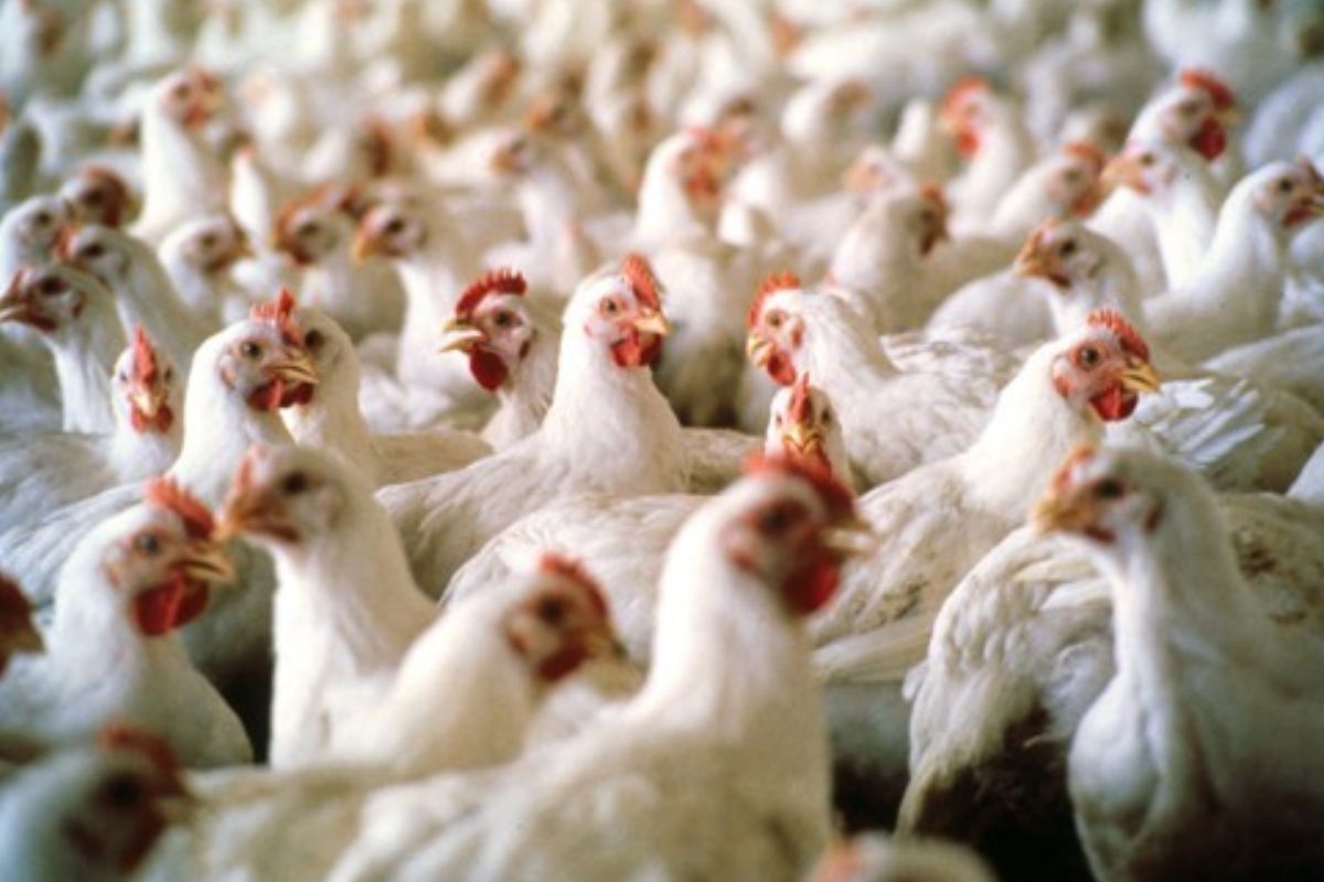 "Indea MT Finaliza Ação Contra Gripe Aviária: 339 Aves Sacrificadas e 282 Ovos Destruídos"