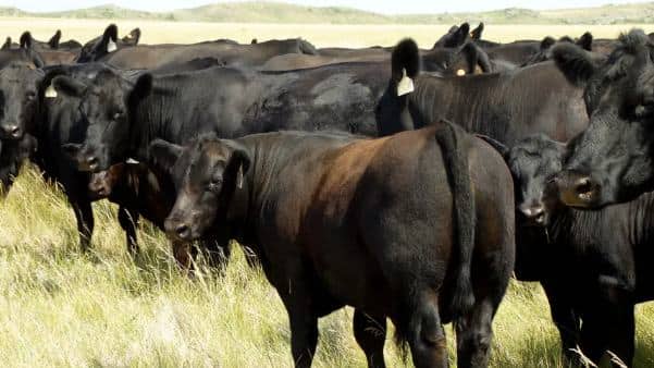 UE veta exportação de carne brasileira por falta de comprovação de uso de antimicrobianos na pecuária
