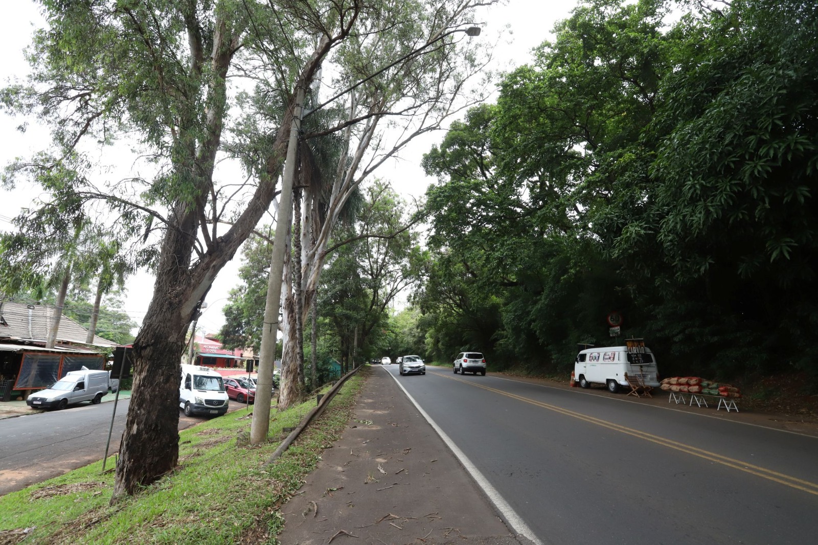 "Campinas Substitui Eucaliptos Condenados por Árvores Nativas para Aumentar Segurança e Sustentabilidade Urbana"