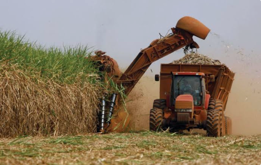 Alagoas: Safra de Cana 2025/2026 fica mais alcooleira com etanol em alta e açúcar em queda
