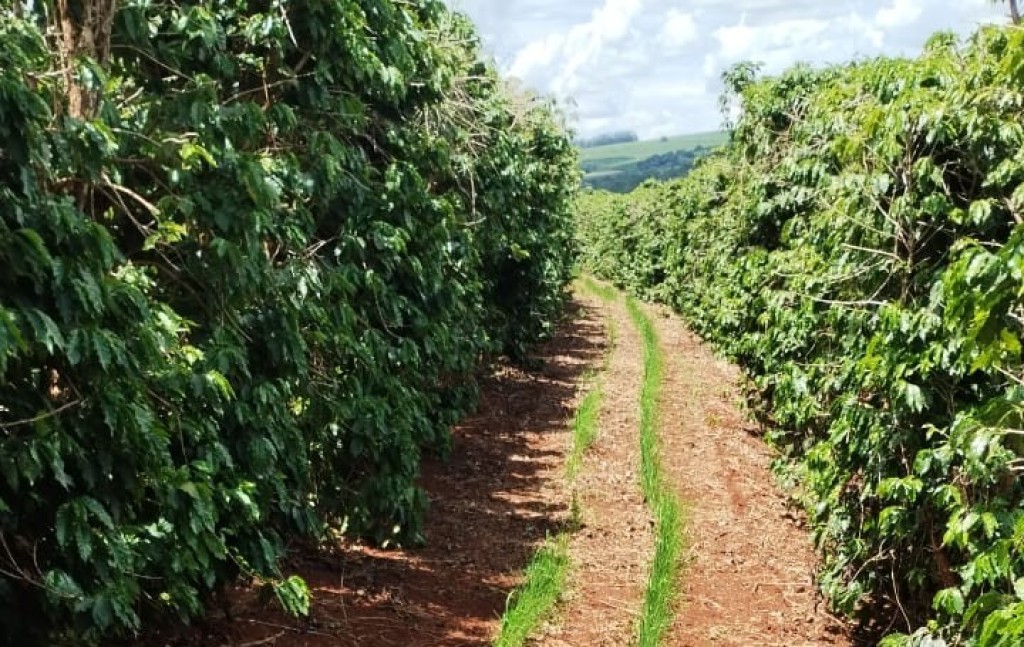 Rondônia: safra de café 2026 deve crescer com produtividade recorde, segundo Conab, enquanto preços das commodities pressionam a rentabilidade