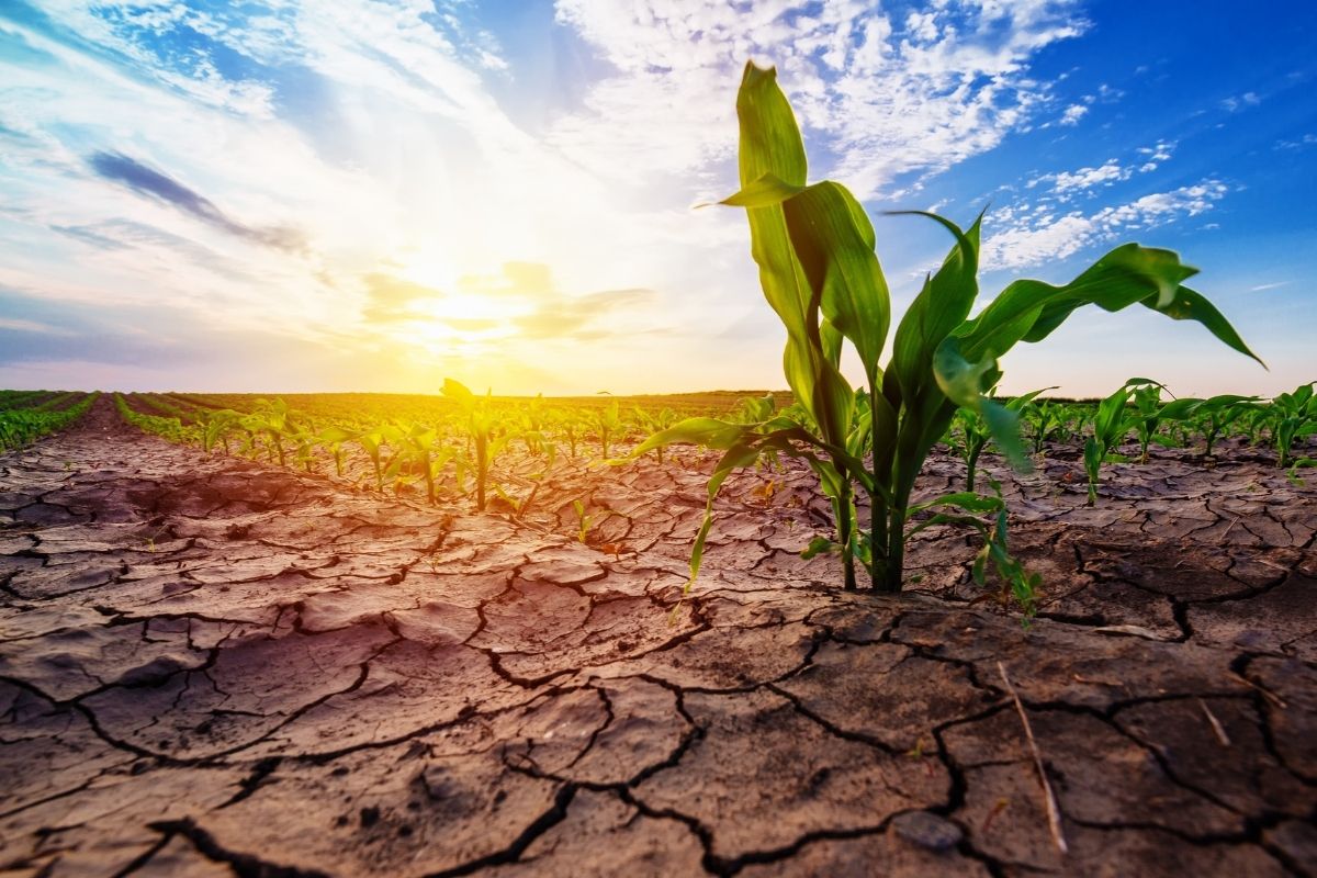 "Clima Irregular Afeta Lavouras Brasileiras: Centro-Norte em Alta e Centro-Sul Sob Alerta"