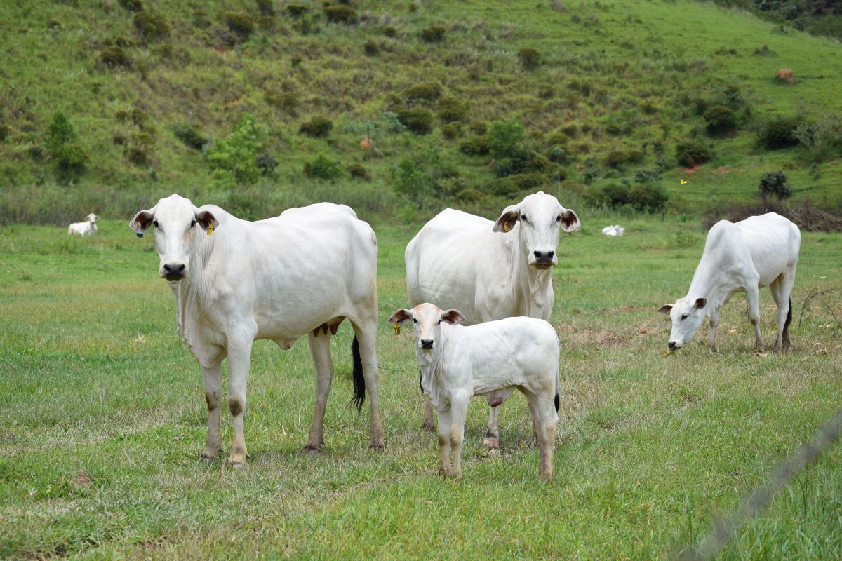 Valorização do Bezerro em Mato Grosso em 2025: Custos de Produção e Margens em Ascensão