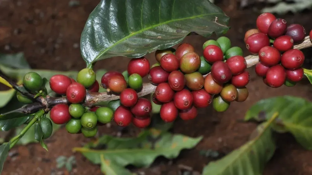 Crescimento Recorde: Agropecuária Mineira Alcança R$ 167,8 Bi em 2025 com Café e Soja em Destaque