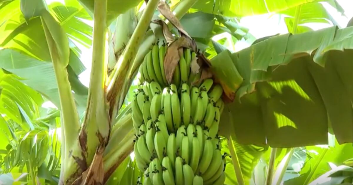 Produção de Bananas em Anápolis: Qualidade que Abastece São Paulo e Minas Gerais e Impulsiona a Economia Local