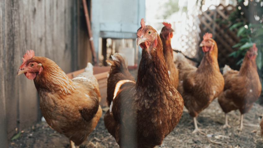 China Retoma Importação de Frango do Rio Grande do Sul: Impulso nas Exportações e Crescimento Econômico