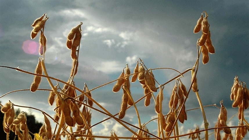 Semeadura de Soja no RS Alcança 98%: Crescimento Promissor e Desafios para Agricultores em 2026