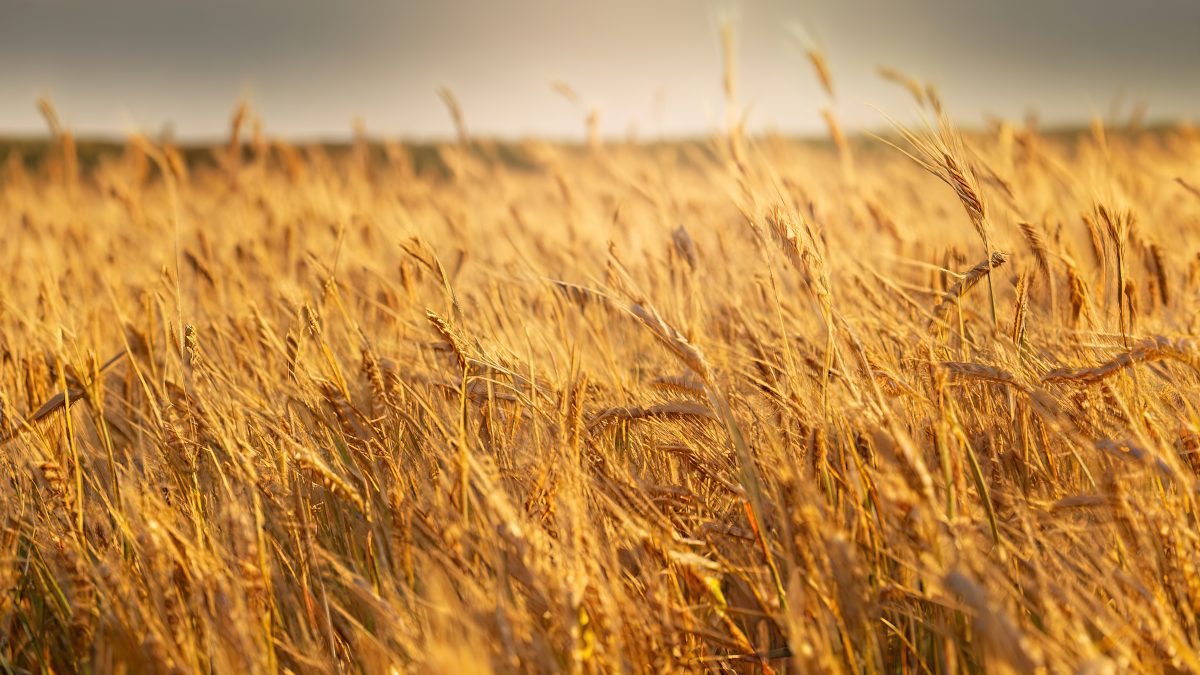 Trigo Catarinense: Impulsionando Agricultura Sustentável e Expandindo a Cadeia Alimentar Local