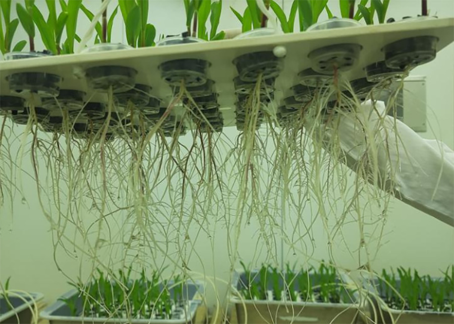 "Inovação Verde no Brasil: Nordeste Atrasado em Tecnologia Agrícola Sustentável"