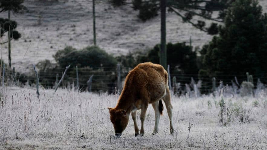 Embrapa lança o projeto "Do risco à decisão" para monitorar geada, seca e El Niño no agronegócio brasileiro com foco em soja, milho e trigo