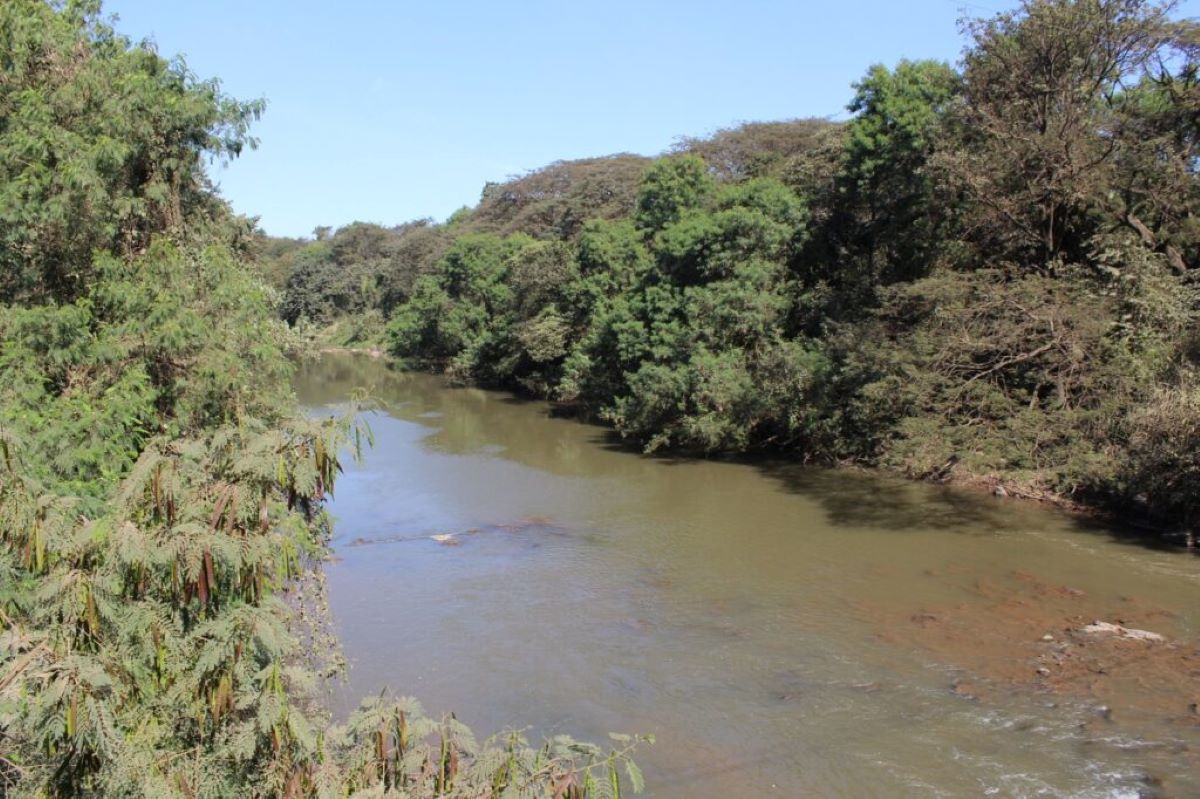 Descubra a Importância da Memória Ecológica na Conservação dos Rios e Impactos da Agricultura no Brasil