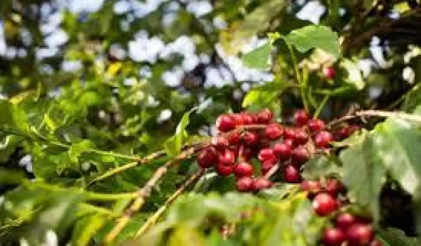 Acordo Mercosul-UE: Exportações do Agronegócio Brasileiro Podem Crescer US$ 5 Bi Anuais com Tarifas Zero em 2026