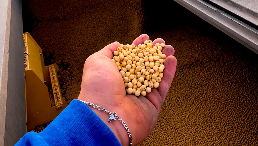 Mudanças climáticas desafiam a soja brasileira: CO2 aumenta produção, mas reduz qualidade nutricional, segundo estudo da USP com IA e XGBoost