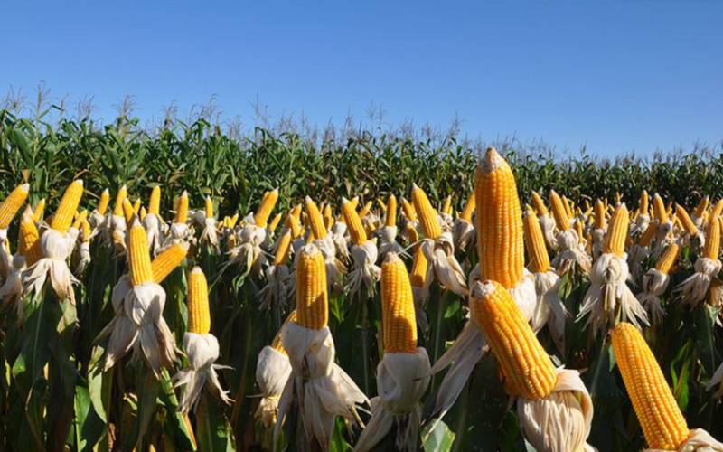Avanço das Tecnologias Verdes: Brasil Lidera Pedidos de Patentes em Biofertilizantes e Biodefensivos