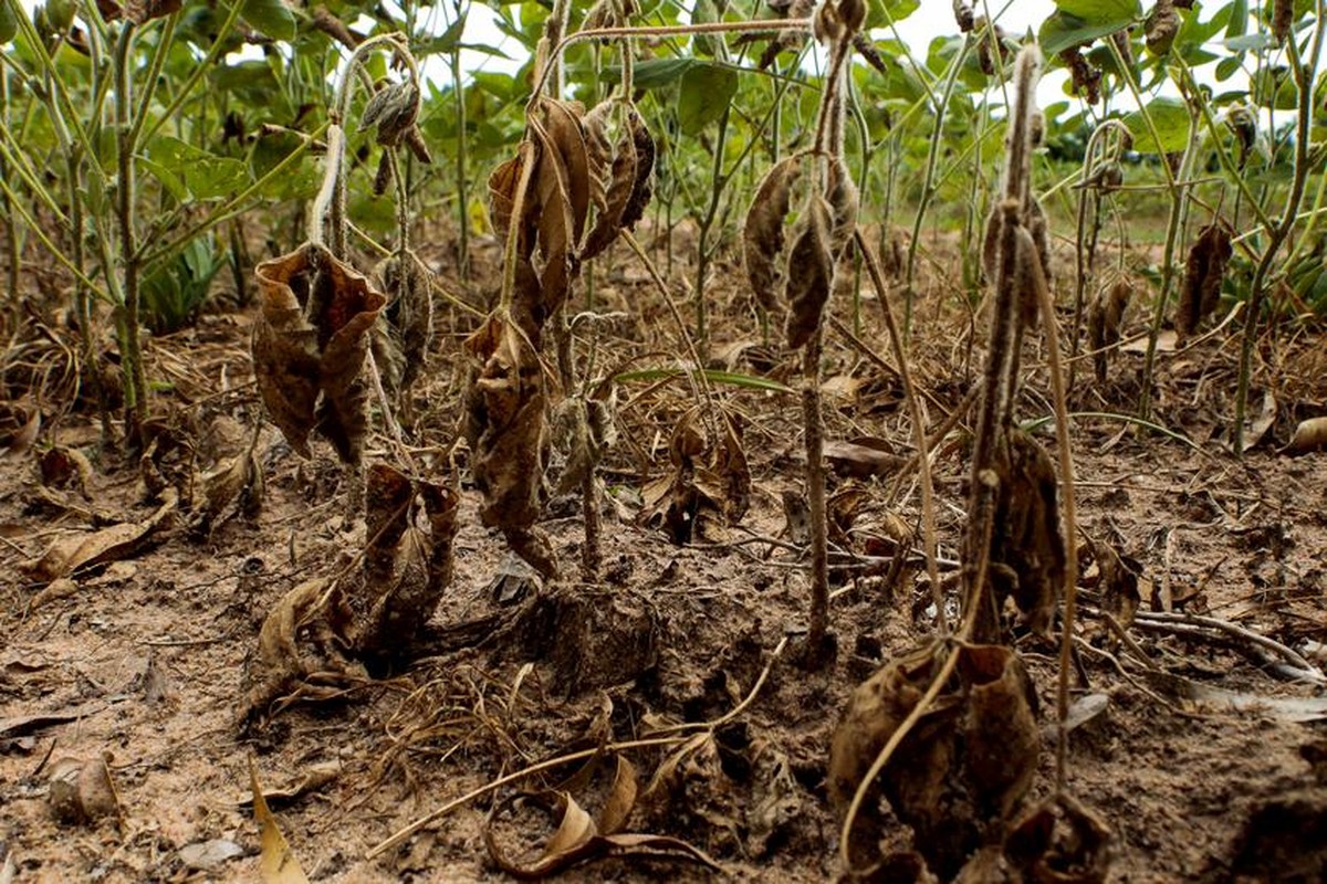 Seguro Rural no Brasil: Reforma do PSR e subvenção para ampliar a cobertura diante dos riscos climáticos