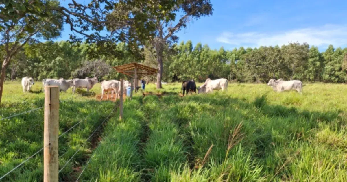 "Projeto Forrageiras para o Semiárido: Capins Massai, Buffel e Paiaguás Otimizam a Alimentação Animal e Reduzem Custos no Norte de Minas"