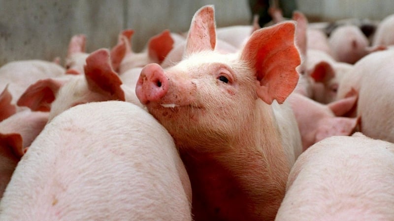 Preços agrícolas caem para o menor nível desde o início de maio: entenda as causas e o impacto no agronegócio