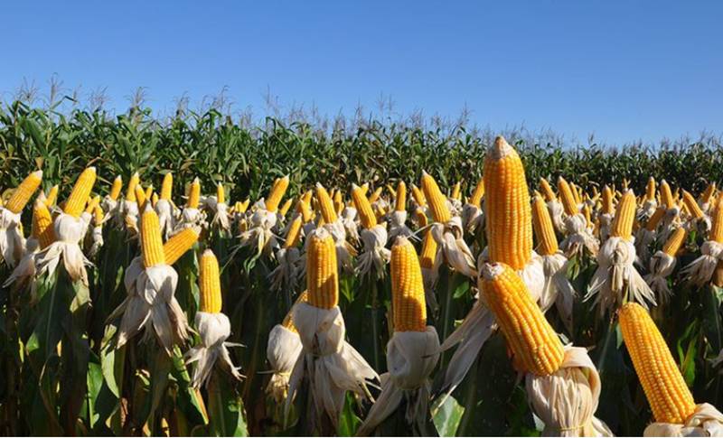 Inovação Brasileira: Patentes de Biofertilizantes e Biodefensivos Superam Expectativas e Fortalecem Agricultura Sustentável