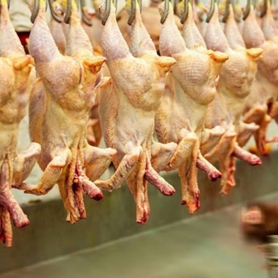 Frango brasileiro atinge recorde: exportações em maio superam US$ 1 bilhão, com a China como principal destino