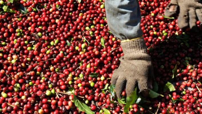 Café: Colheita de junho ganha ritmo com tempo seco; Cepea aponta maturação acelerada e peneira sob pressão no Sul de MG e Mogiana Paulista