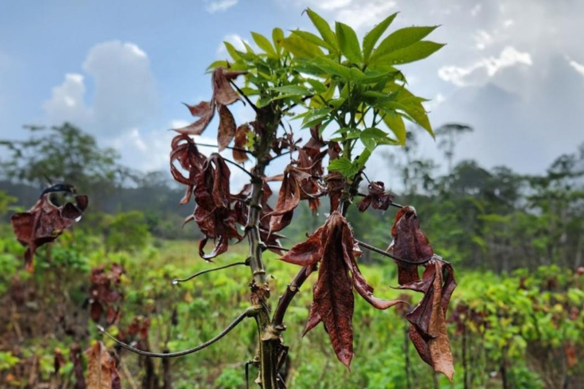 Prorrogação da Emergência Fitossanitária na Mandioca: Ameaça da Vassoura de Bruxa Continua no Amapá e Pará