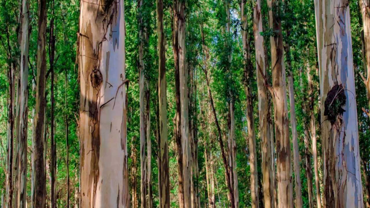 Eucalipto em São Paulo: produção cresce 14%, VPA atinge R$2,9 bi e exportações chegam a US$1,14 bi