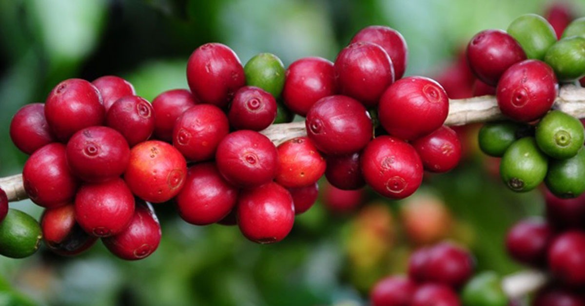 "Recorde no Setor Agropecuário Mineiro: VBP Alcança R$ 167,8 Bilhões Impulsionado pelo Café, Soja e Leite em 2025"