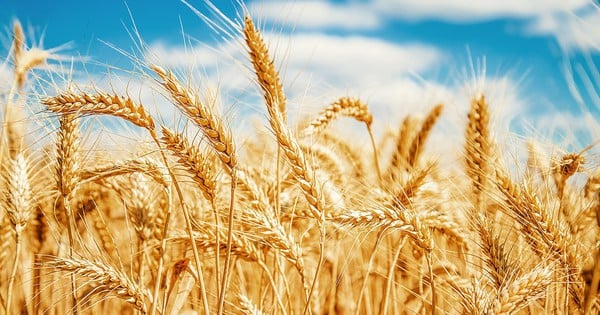 Trigo lidera ganhos em commodities globais; MXV sobe e petróleo reage às tensões no Oriente Médio