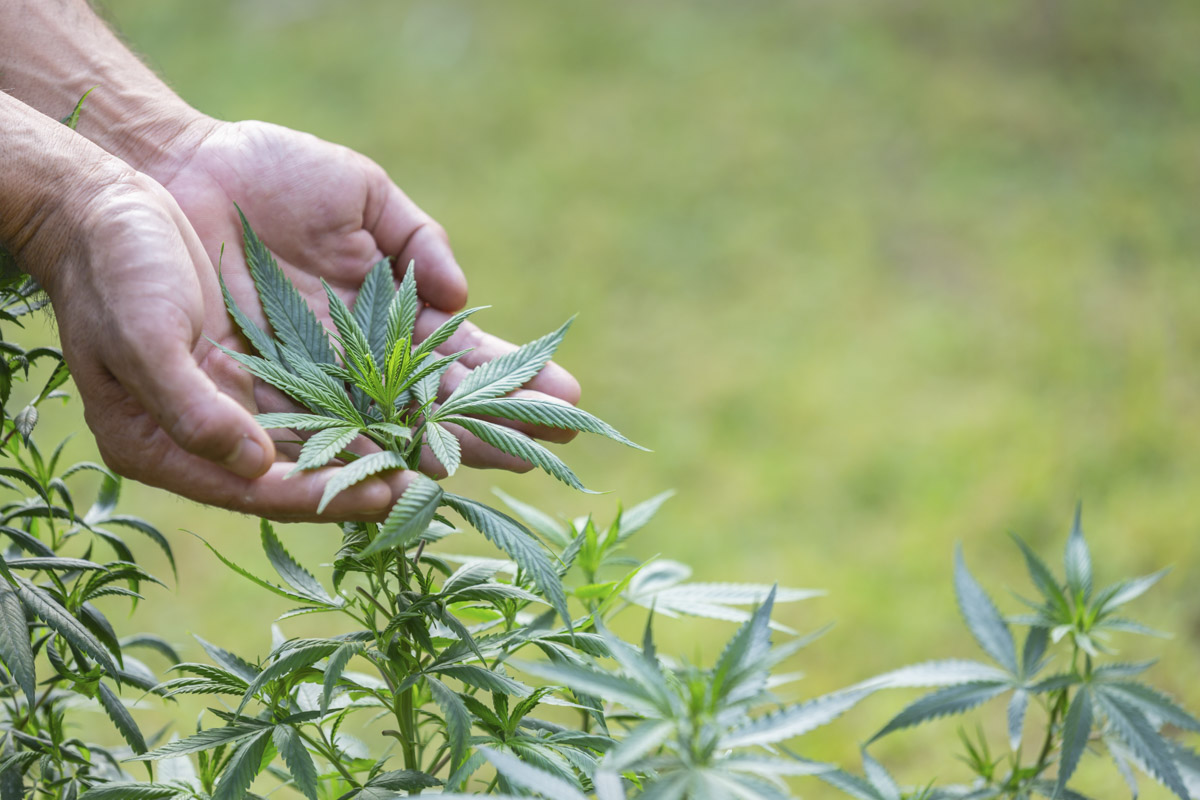 "Revolução no Agronegócio: Cannabis Industrial Promete Lucro 11x Maior que Soja no Brasil"