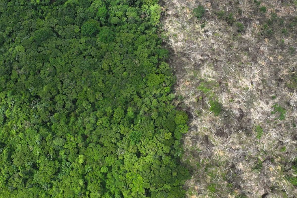 BNDES Bloqueia Crédito Rural de Produtores com Desmatamento Ilegal em Minas Gerais