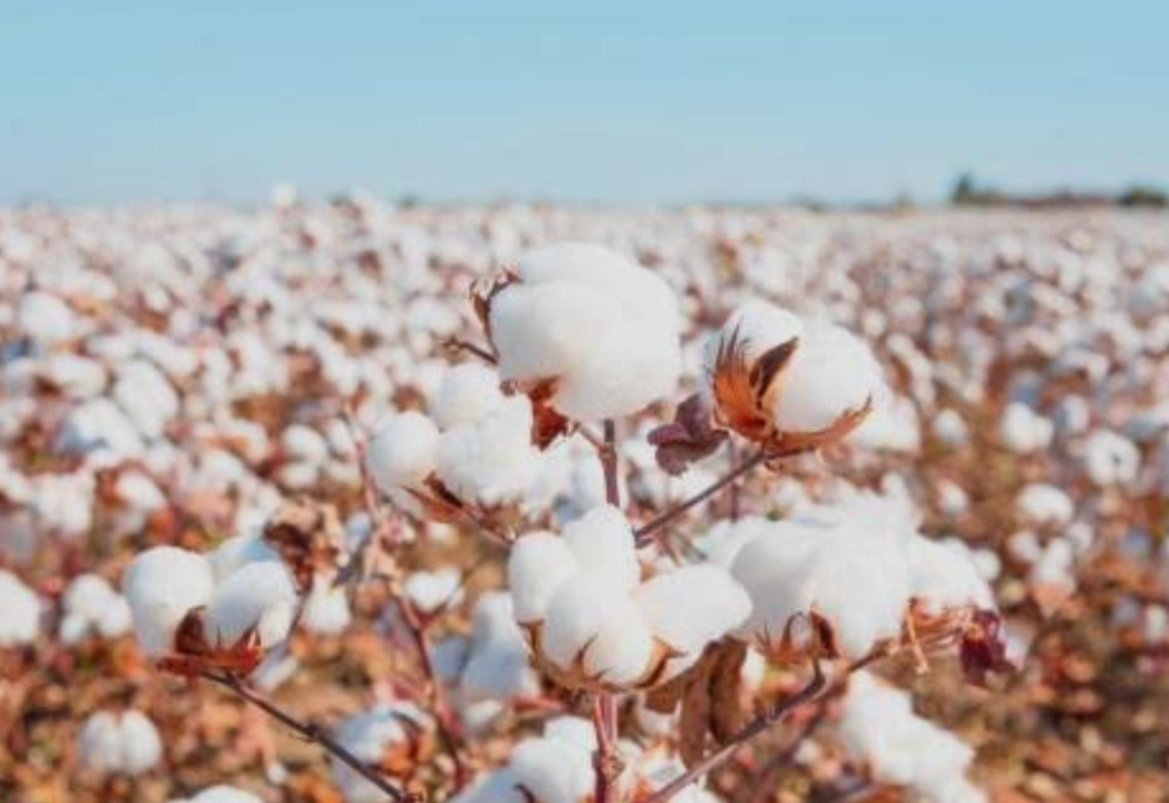 Algodão nos EUA 2026/27: área plantada cresce 4% com Texas na liderança; clima pode impactar a produção