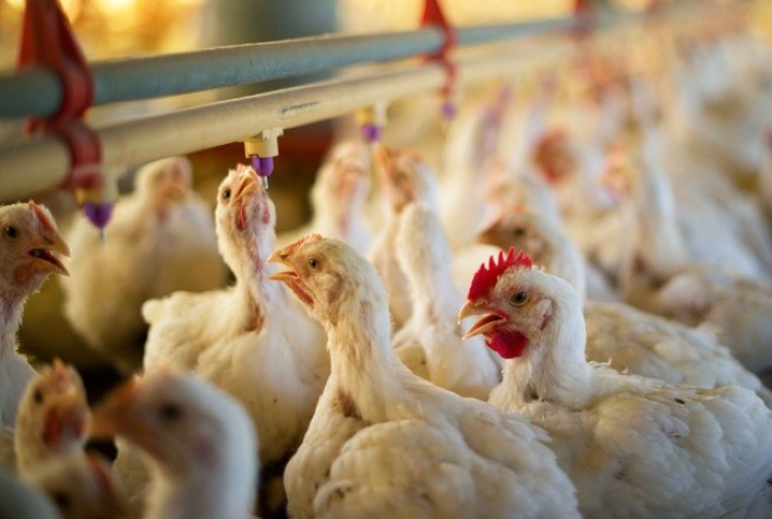 Surto de Gripe Aviária H5N1 no Reino Unido: Emergência Avícola com Medidas Rigorosas e Impacto na Produção