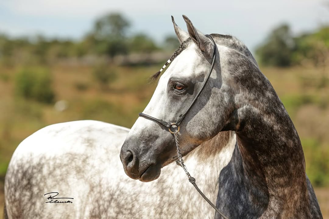 Neon Cristal PVB: Legado de Reprodutor Elite que Transformou a Genética do Mangalarga Marchador