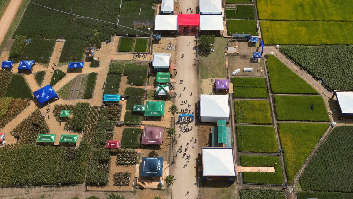 Diversificação e Sustentabilidade: 36ª Abertura da Colheita do Arroz Abraça Inovação e Pecuária nas Terras Baixas