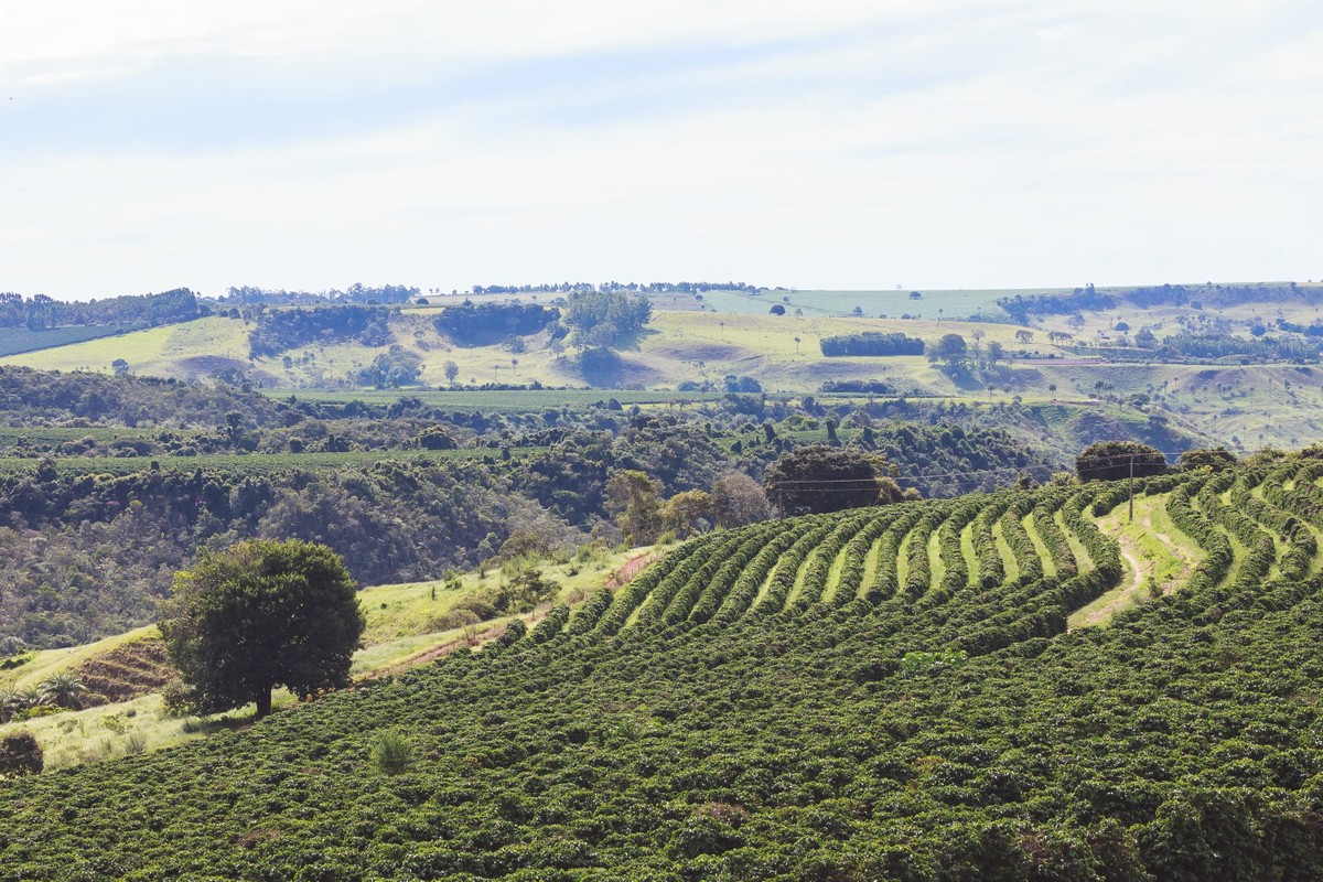 "Agricultura Brasileira em Alerta: Impacto dos Preços de Soja, Milho e Arrendamento em 2026"