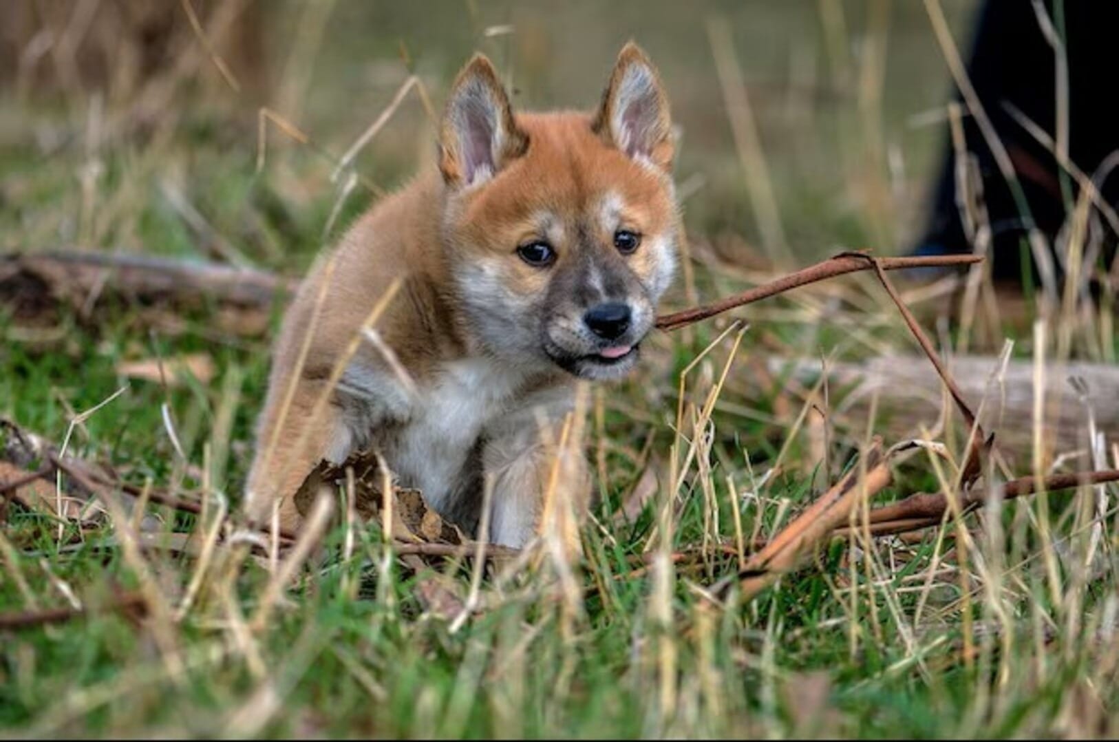 Sacrifício de Dingos na Ilha de K'Gari: Controvérsia Entre Turismo e Tradição Indígena em Queensland, Austrália