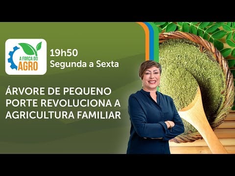 "Moringa: A Planta Milagrosa que Impulsiona a Agricultura Familiar e Sustentável"