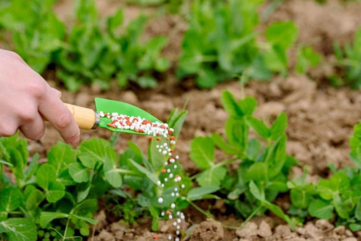"Inovação Sustentável no Brasil: Crescimento de Patentes em Agricultura Verde Atinge 6.300 Registros"