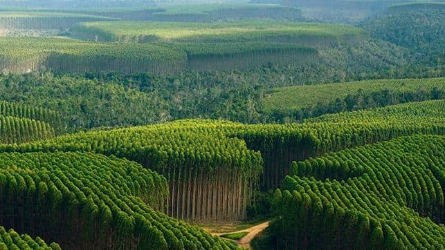 Biomassa de eucalipto em Mato Grosso impulsiona usinas de etanol de milho, enquanto MP-MT define proibição de floresta nativa até 2035