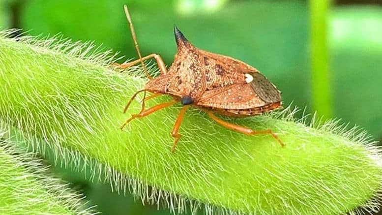 Primeiro registro de Trichopoda ypiranga parasitando percevejo-barriga-verde em Mato Grosso impulsiona manejo integrado de pragas