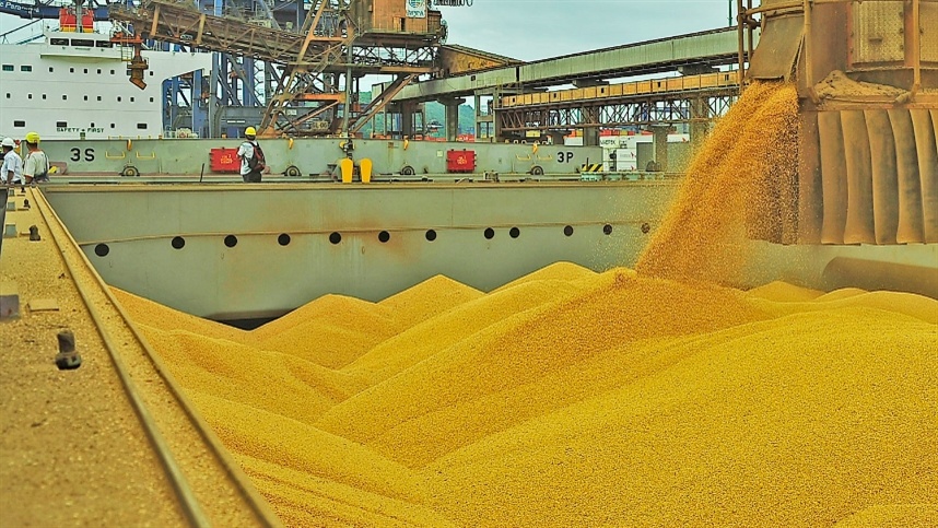 "Mercado Agrícola: Valorização de Trigo e Soja Eleva Expectativas em Chicago com Impactos no Brasil"