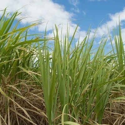 Zoneamento Agrícola 2026: Descubra as Novas Regras para o Cultivo da Cana-de-Açúcar no Brasil